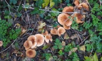 Puzzle Champignons - catégorie Paysages & Fleurs, puzzle gratuit en ligne