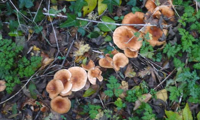 Puzzle gratuit Champignons dans la catégorie Paysages & Fleurs jouable de 24 à 120 pièces.