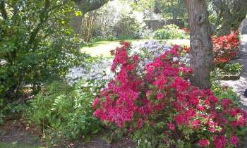 Puzzle 15199 - Azalées