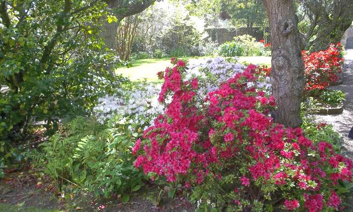 Puzzle Azalées dans la catégorie Paysages & Fleurs Azalées sur l'ile de Guernesey !!