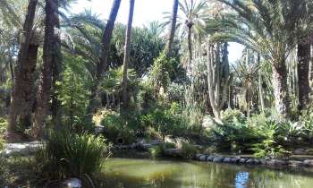 5923 | Parc - Coin apaisant d'un jardin avec palmiers