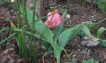 6064 | La tulipe - Tulipe  rose !!