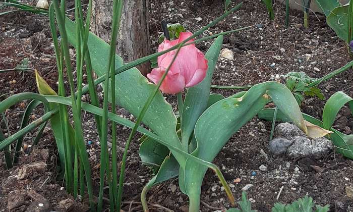 puzzle La tulipe, Tulipe  rose !!
