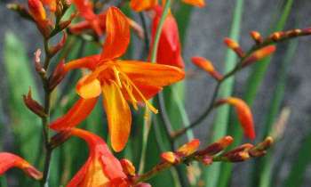 5609 | Croscomias oranges - Fleurs de mon jardin