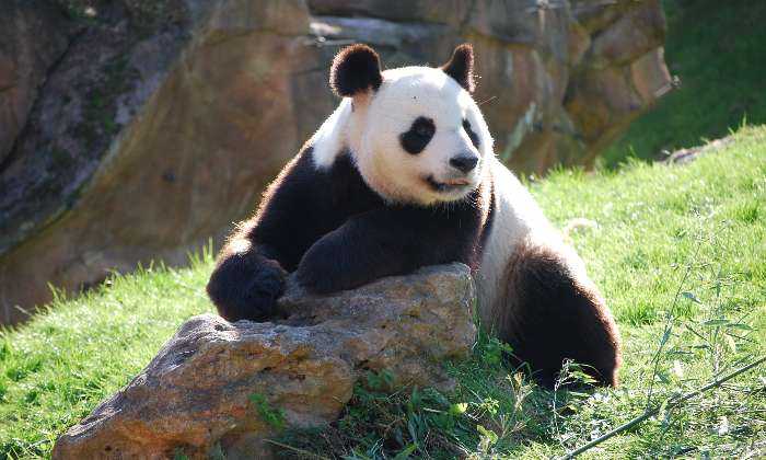 puzzle panda, Au parc de Beauval pour la protection des espèces, sinon je n'y serais pas allé