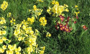 Puzzle fleurs de coucou - catégorie Paysages & Fleurs, puzzle gratuit en ligne