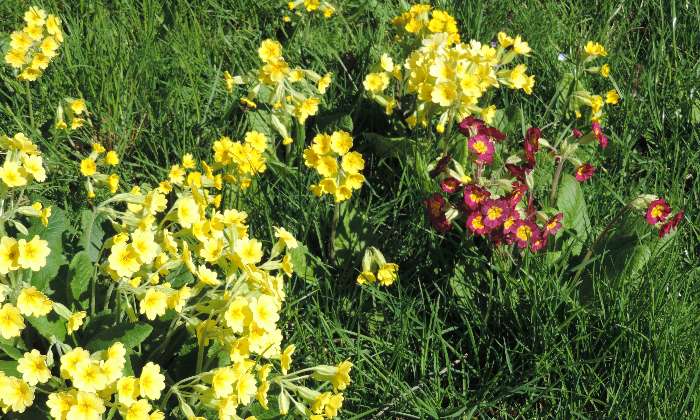 Puzzle gratuit fleurs de coucou dans la catégorie Paysages & Fleurs jouable de 24 à 120 pièces.