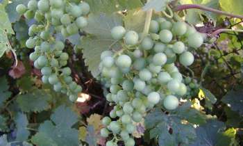 Puzzle raisin - catégorie Paysages & Fleurs, puzzle gratuit en ligne