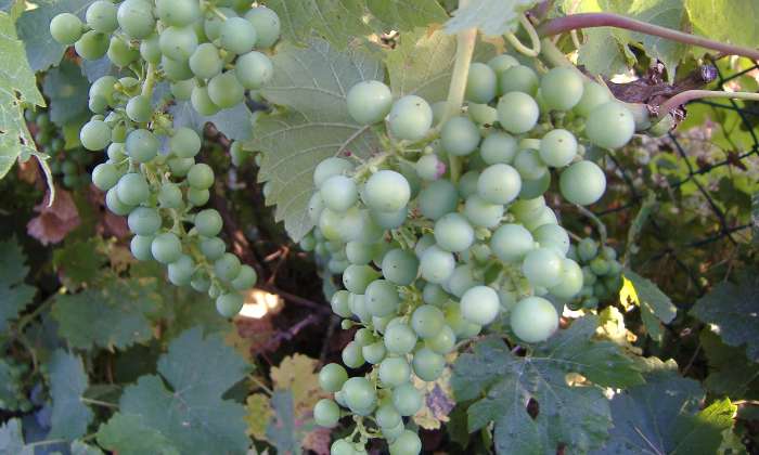 Puzzle gratuit raisin dans la catégorie Paysages & Fleurs jouable de 24 à 120 pièces.