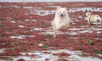 Puzzle 12962 - plage d'algues rouges