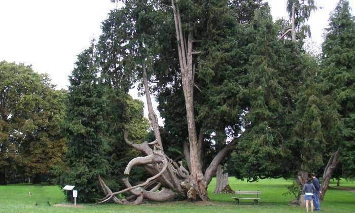 puzzle un arbre, arbre du parc du château de Cobourg