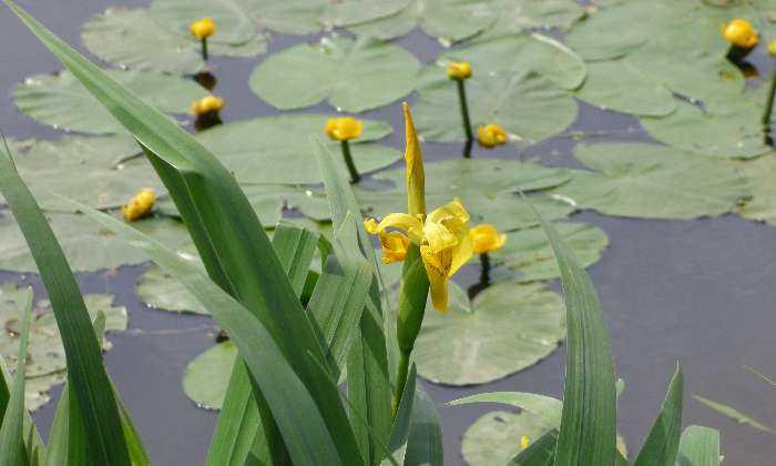puzzle iris et nénuphars, Fleurs des cours d'eau