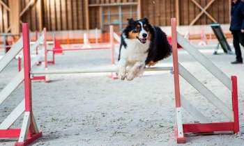 6614 | sport canin, l'agility - Jelly au saut d'une haie