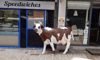 15452 | Pub - Jolie petite vache !!