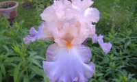 Puzzle iris