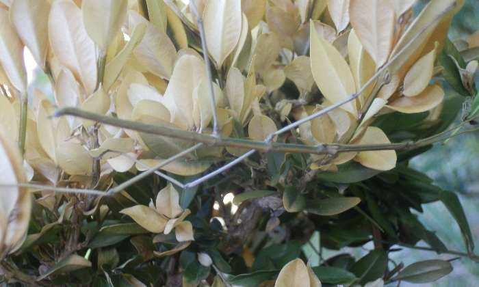 puzzle phasme gaulois, Un phasme gaulois posé sur les feuilles d'un buis