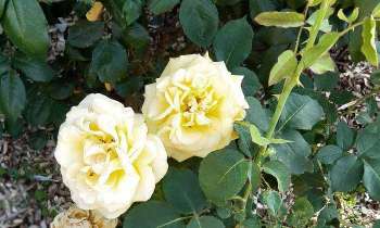 5844 | Les roses - Les roses jaunes !!