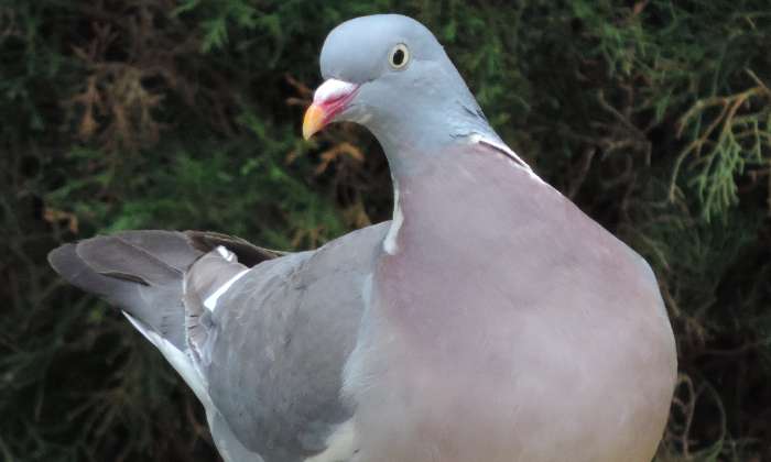 Puzzle gratuit pigeon dans la catégorie Animaux jouable de 24 à 120 pièces.