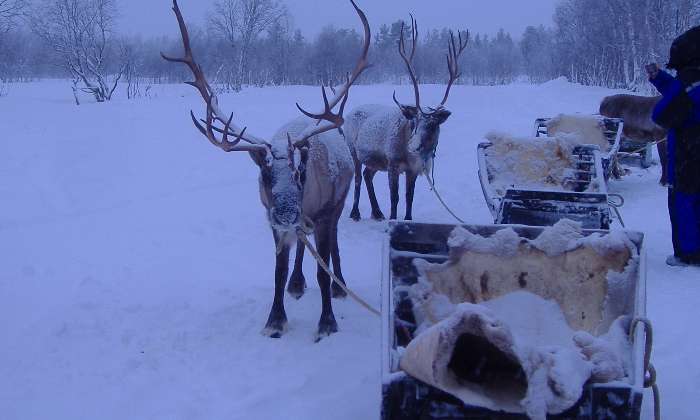 puzzle promenade avec les rennes, Laponie, balade en traineau