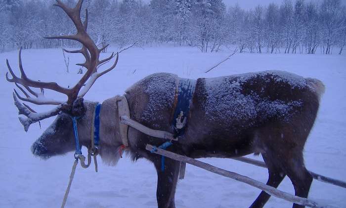 puzzle renne en Laponie, attelé pour une balade en traineau