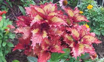 Puzzle 15026 - Belles couleurs