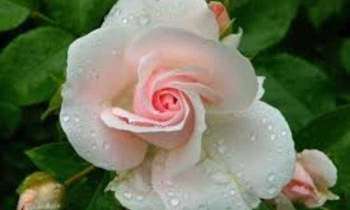 5778 | Rose en rosée - Eclosion d'une rose au petit matin