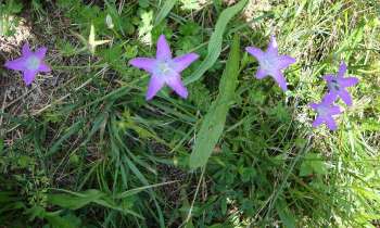 Puzzle 13309 - Fleurs