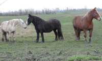 Puzzle chevaux dans le marais