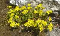 Puzzle sedum jaune sur un vieux mur