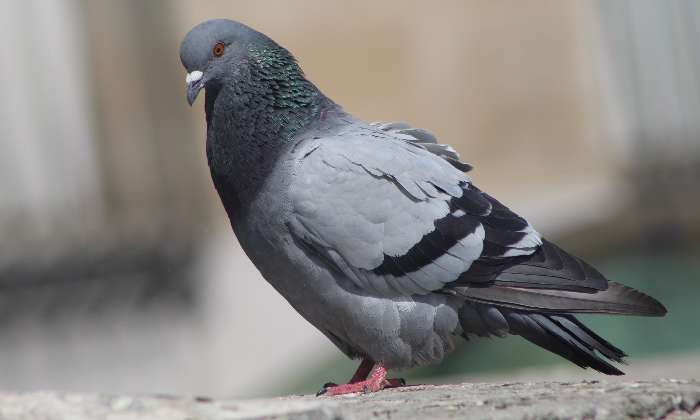 puzzle Pigeon, Pigeon pris à Paris