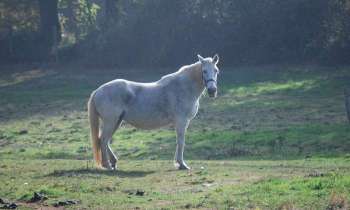Puzzle 13910 - crin blanc