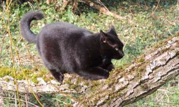 Puzzle 14330 - Réglisse fait ses griffes