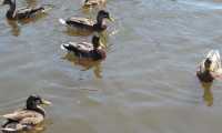 Puzzle canards