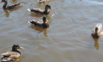 Puzzle 12646 - canards