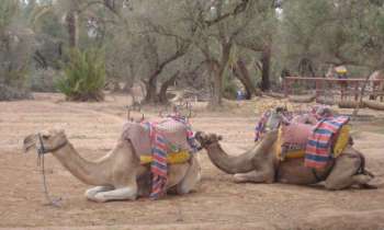 6373 | chameau - Chameau marocain