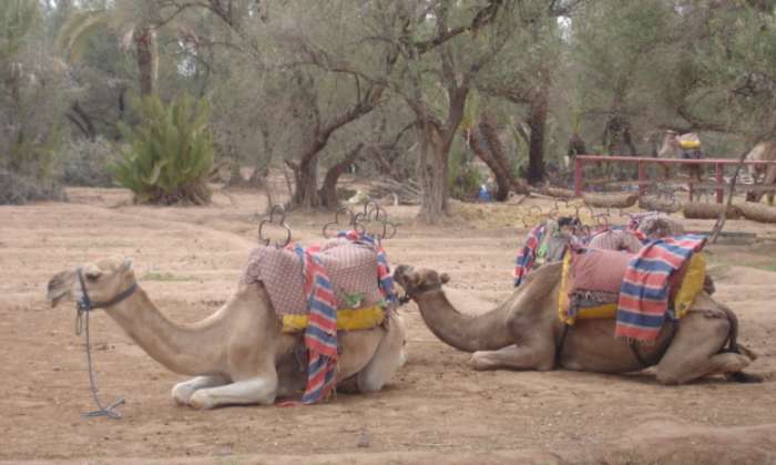 puzzle chameau, Chameau marocain
