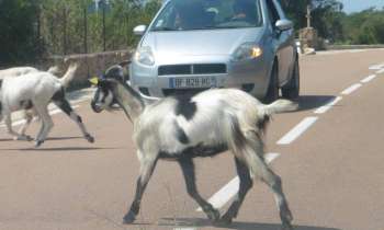 6334 | priorité aux chèvres - Troupeau de chèvres sur une route corse