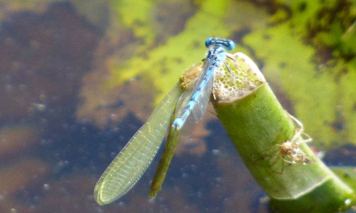 puzzle libellule bleue, Insecte des plans d'eau, la libellule bleue