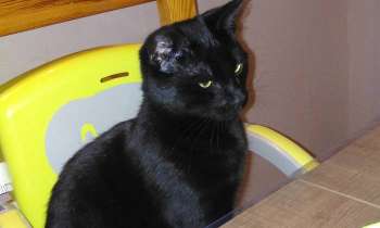 Puzzle Chat - catégorie Animaux, puzzle gratuit en ligne