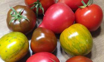 6335 | Recolte - tomates