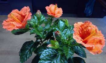 Puzzle 15116 - Hibiscus