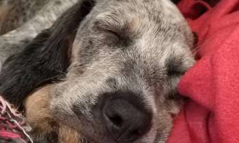 Puzzle Petite sieste - catégorie Animaux, puzzle gratuit en ligne