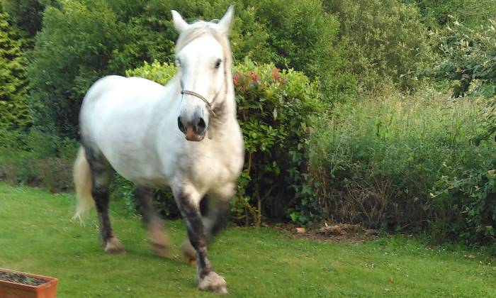 puzzle Cheval, cheval en vadrouille dans le jardin