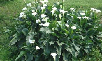 Puzzle Fleurs - catégorie Paysages & Fleurs, puzzle gratuit en ligne
