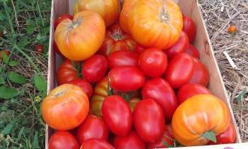 5996 | Recolte de tomates - 
