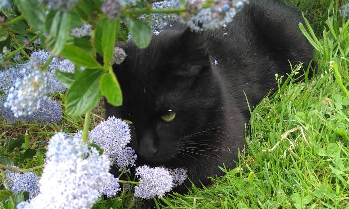 Puzzle gratuit Chat noir dans la catégorie Animaux jouable de 24 à 120 pièces.