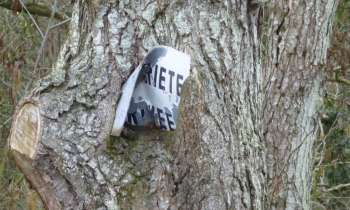 6429 | arbre vorace - arbre vorace et qui n'aime pas la propriété privée à Le-Locheur 14373