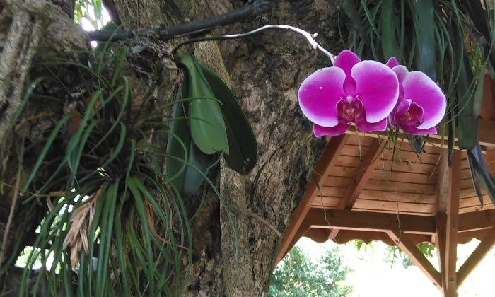 Puzzle gratuit Orchidée dans la catégorie Paysages & Fleurs jouable de 24 à 120 pièces.