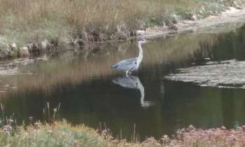 Puzzle 15225 - Le héron et son reflet