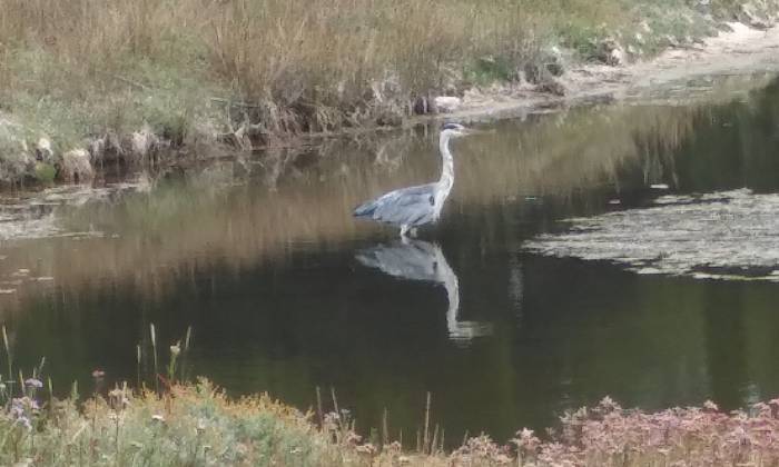 Puzzle gratuit Le héron et son reflet dans la catégorie Animaux jouable de 24 à 120 pièces.